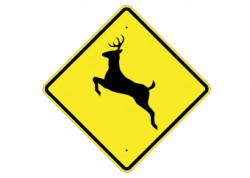 Deer Crossing